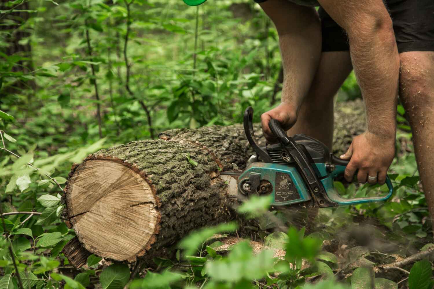 Best Emergency Storm Tree Removal  in Franklin Rk, PA